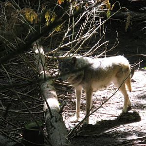 Cotswold Wildlife Park and Garden 03.06.2007