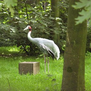 Cotswold Wildlife Park and Garden 03.06.2007