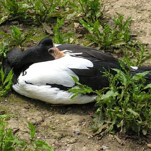 Cotswold Wildlife Park and Garden 03.06.2007