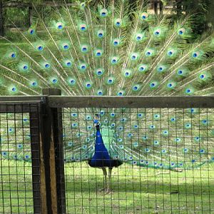 Cotswold Wildlife Park and Garden 03.06.2007