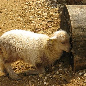 Cotswold Wildlife Park and Garden 03.06.2007