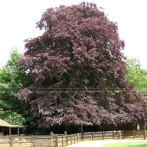 Cotswold Wildlife Park and Garden 03.06.2007