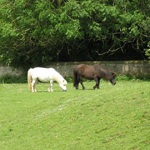 Cotswold Wildlife Park and Garden 03.06.2007