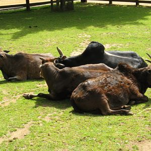 Cotswold Wildlife Park and Garden 03.06.2007