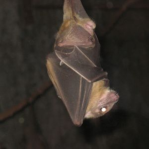 Cotswold Wildlife Park and Garden 03.06.2007