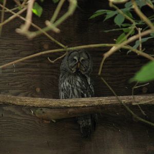 Cotswold Wildlife Park and Garden 03.06.2007