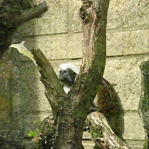 Cotswold Wildlife Park and Garden 03.06.2007