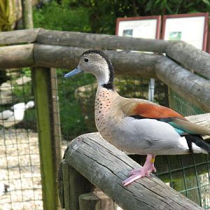 Cotswold Wildlife Park and Garden 03.06.2007