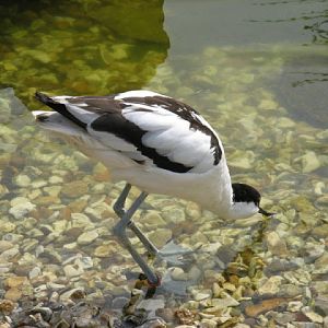 Cotswold Wildlife Park and Garden 03.06.2007