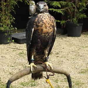 Cotswold Wildlife Park and Garden 03.06.2007