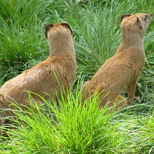 Cotswold Wildlife Park and Garden 03.06.2007