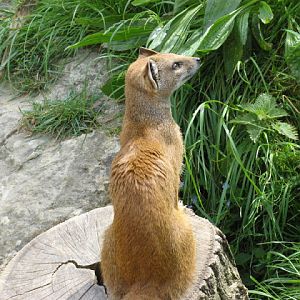 Cotswold Wildlife Park and Garden 03.06.2007