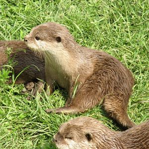 Cotswold Wildlife Park and Garden 03.06.2007