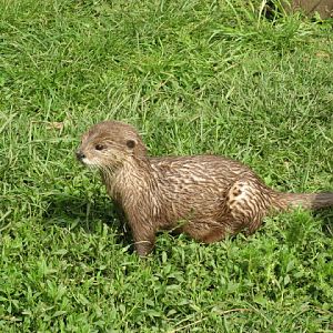 Cotswold Wildlife Park and Garden 03.06.2007