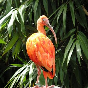 Cotswold Wildlife Park and Garden 03.06.2007