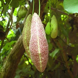 Cotswold Wildlife Park and Garden 03.06.2007