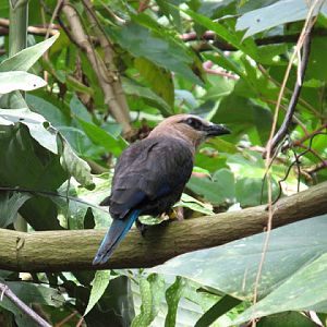 Cotswold Wildlife Park and Garden 03.06.2007