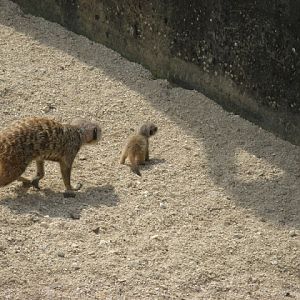 Cotswold Wildlife Park and Garden 03.06.2007