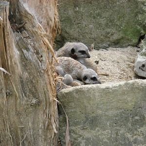 Cotswold Wildlife Park and Garden 03.06.2007