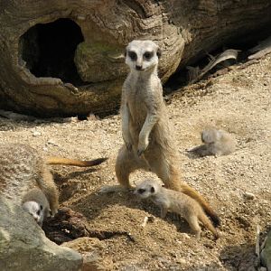 Cotswold Wildlife Park and Garden 03.06.2007