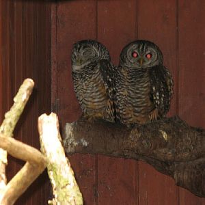 Cotswold Wildlife Park and Garden 03.06.2007