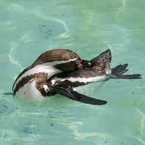 Cotswold Wildlife Park and Garden 03.06.2007