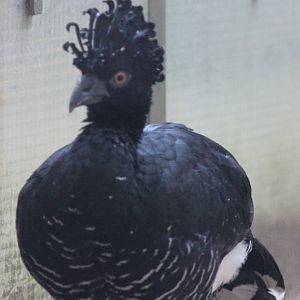 Yellow-knobbed curassow