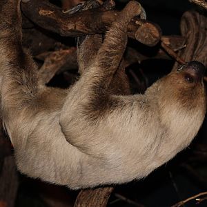 two-toed sloth