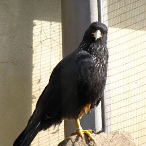 ZSL London Zoo 9.09.2010