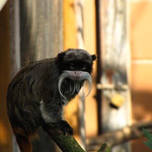 ZSL London Zoo 9.09.2010