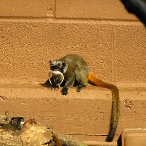 ZSL London Zoo 9.09.2010