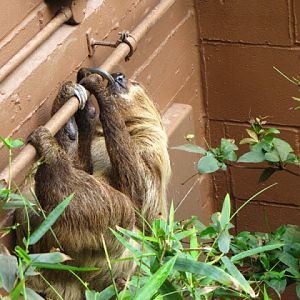 ZSL London Zoo 9.09.2010