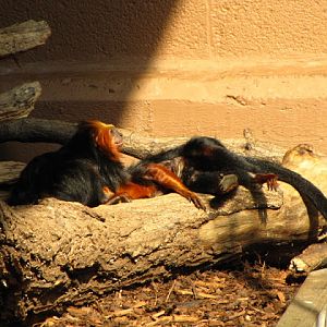 ZSL London Zoo 9.09.2010