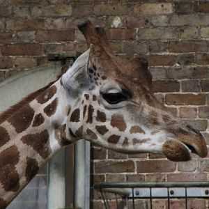 ZSL London Zoo 9.09.2010