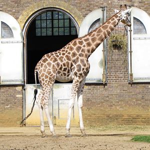 ZSL London Zoo 9.09.2010