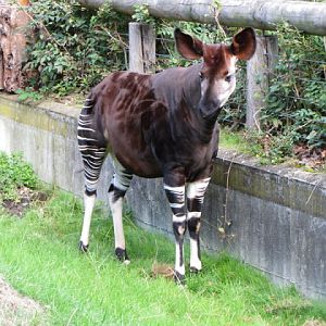 ZSL London Zoo 9.09.2010