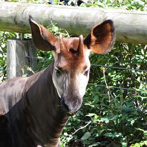 ZSL London Zoo 9.09.2010