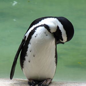 ZSL London Zoo 9.09.2010