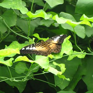 ZSL London Zoo 9.09.2010