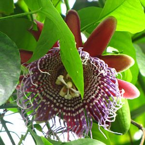 ZSL London Zoo 9.09.2010