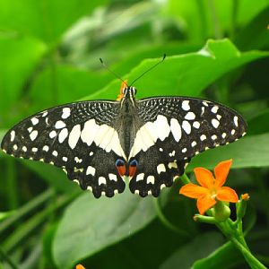 ZSL London Zoo 9.09.2010