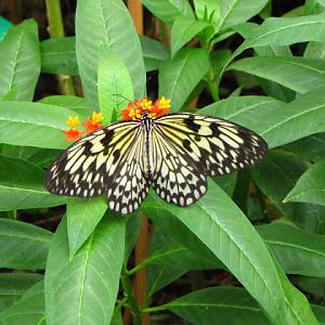 ZSL London Zoo 9.09.2010