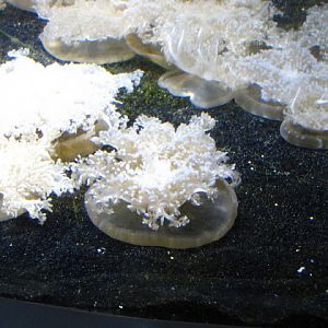 ZSL London Zoo 9.09.2010