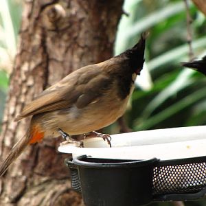 ZSL London Zoo 9.09.2010