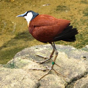 ZSL London Zoo 9.09.2010