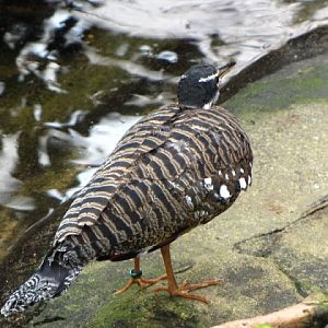 ZSL London Zoo 9.09.2010