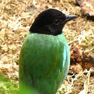 ZSL London Zoo 9.09.2010