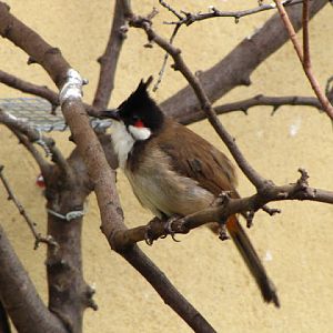ZSL London Zoo 9.09.2010