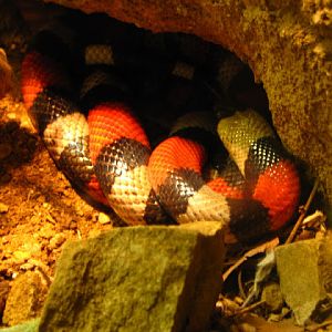 ZSL London Zoo 9.09.2010