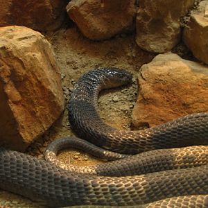 ZSL London Zoo 9.09.2010